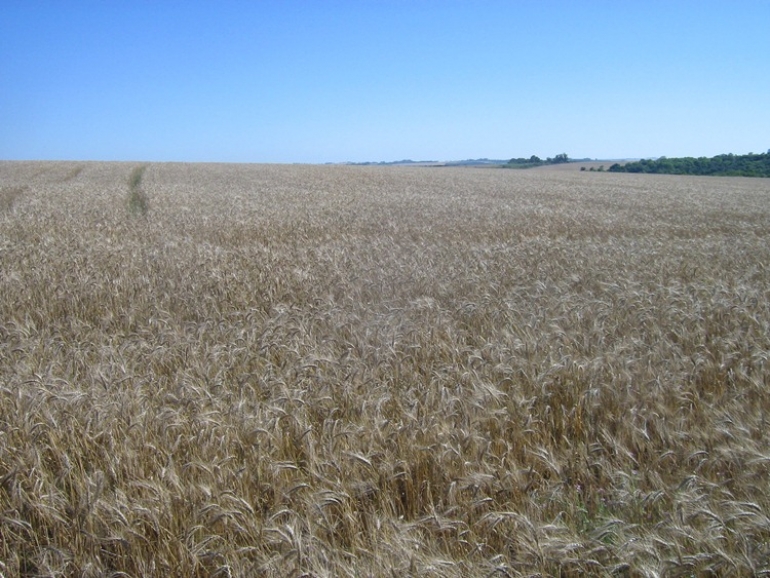 Colheita de trigo inicia na próxima semana