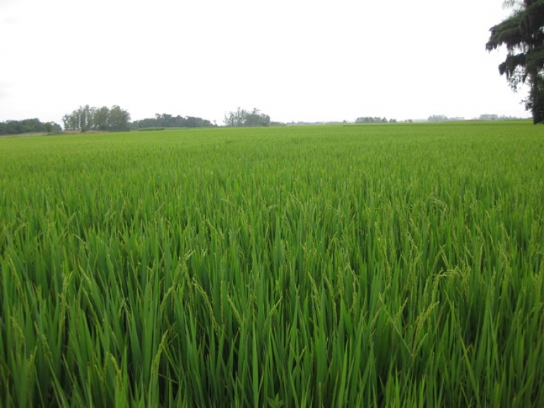 #aconteceu: Níveis de arroz devem ser os mais baixos dos últimos 18 anos