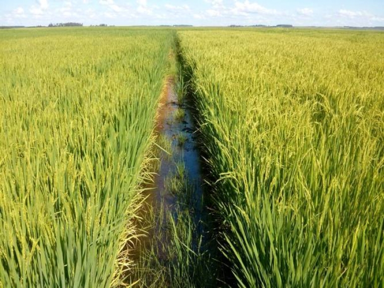 Instabilidade no clima pode prejudicar lavoura de arroz em São Borja