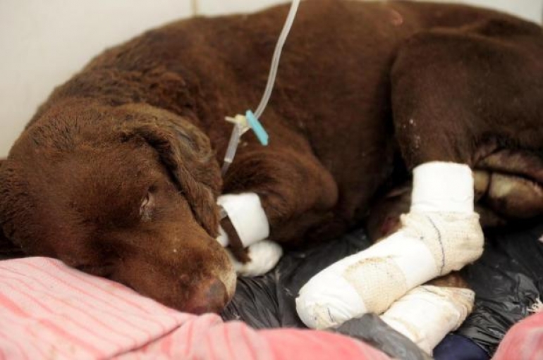 Cão tem ferimentos em 40% do corpo após ser queimado vivo