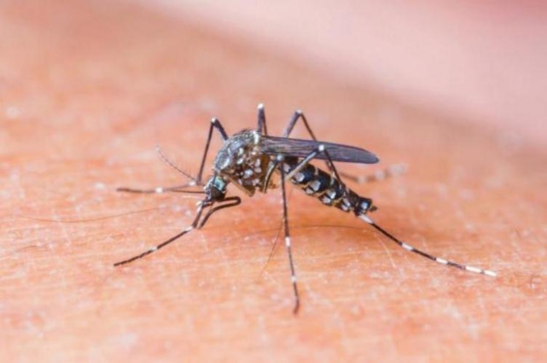 Ministério da Saúde confirma terceira morte por zika no País