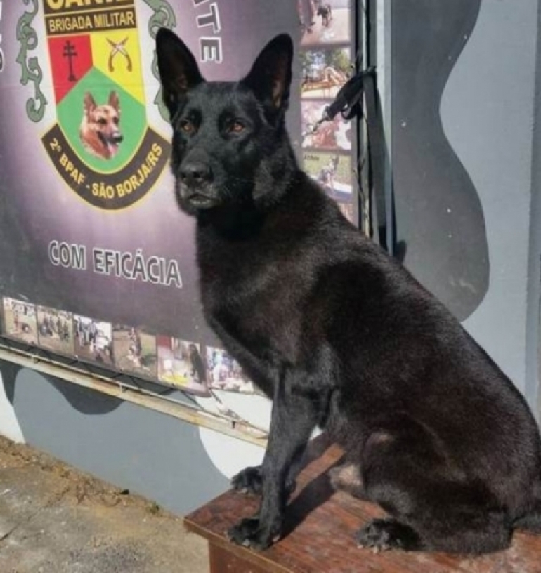 Pastor Alemão da BM de São Borja é campeão em Torneio de Cães de Polícia