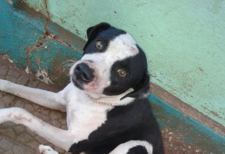 Denúncia sobre crime praticado contra cão em São Borja será apresentada no Ministério Público