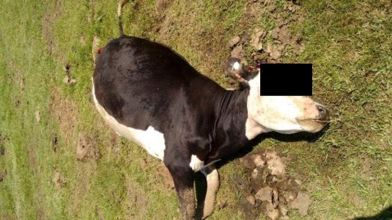 Aumentam as penas para os crimes de abigeato e comercialização clandestina de carne