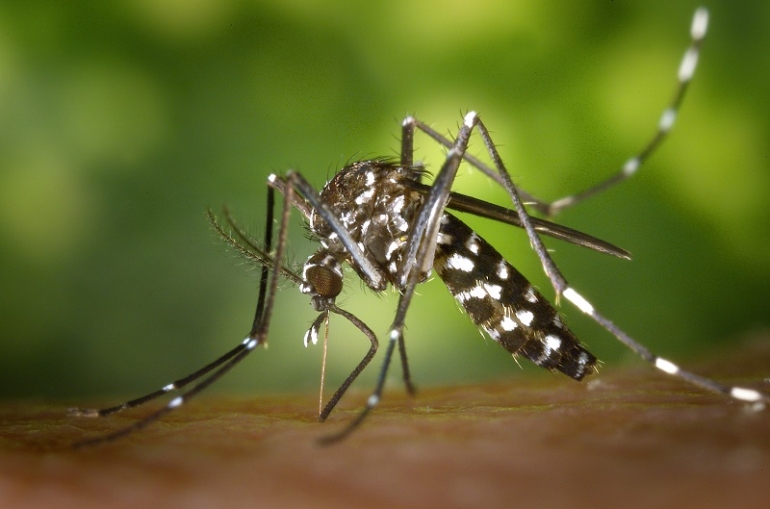 Cai o número de casos de degue, zika e chikungunya