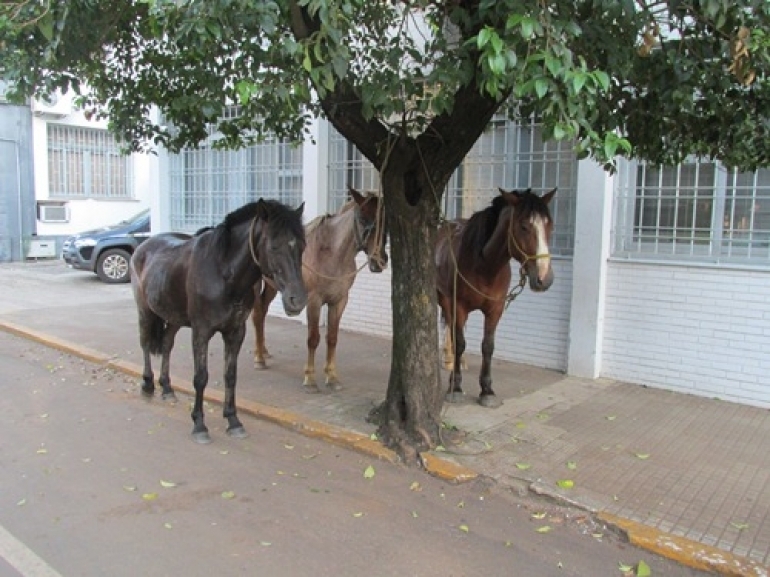 Continua o recolhimento de animais soltas das ruas de São Borja