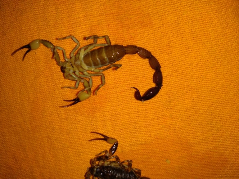  Escorpiões são encontrados em São Borja