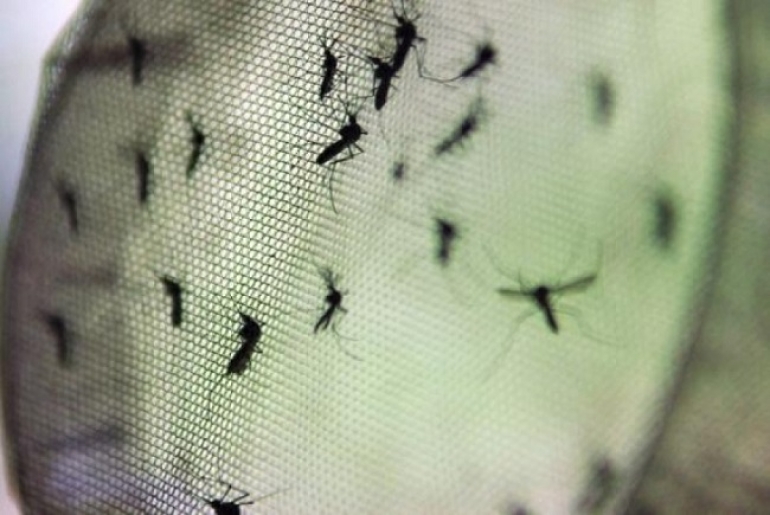 Secretária da Saúde faz alerta contra a dengue em São Borja
