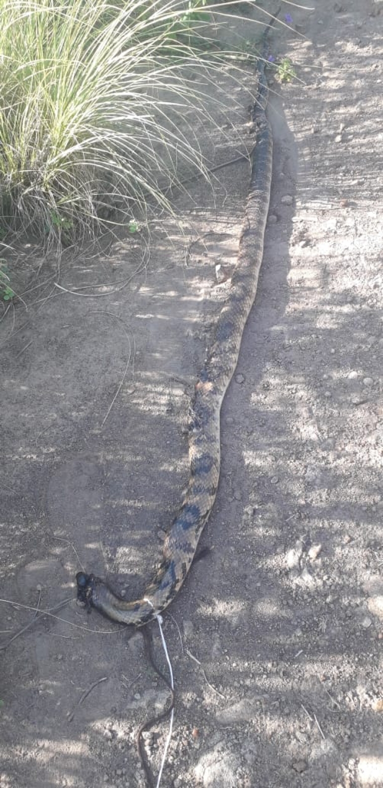 Cobra de 4 metros ataca produtor rural em São Borja