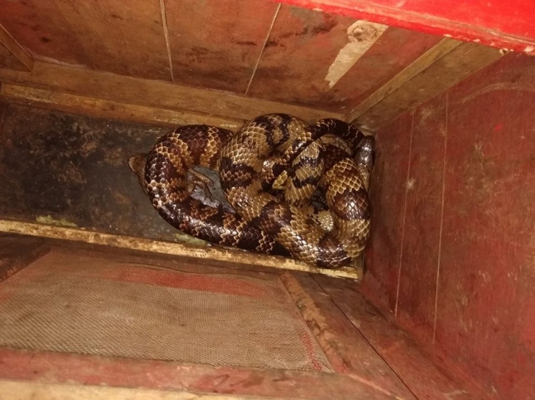  Cobra de mais de dois metros assusta morador de São Borja