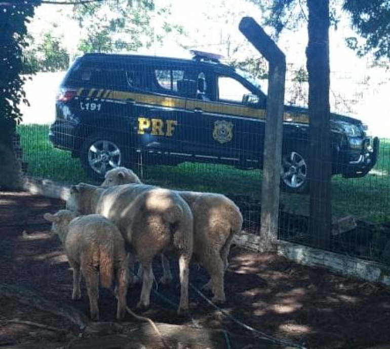  3 ovinos são resgatados de abigeatários em São Borja
