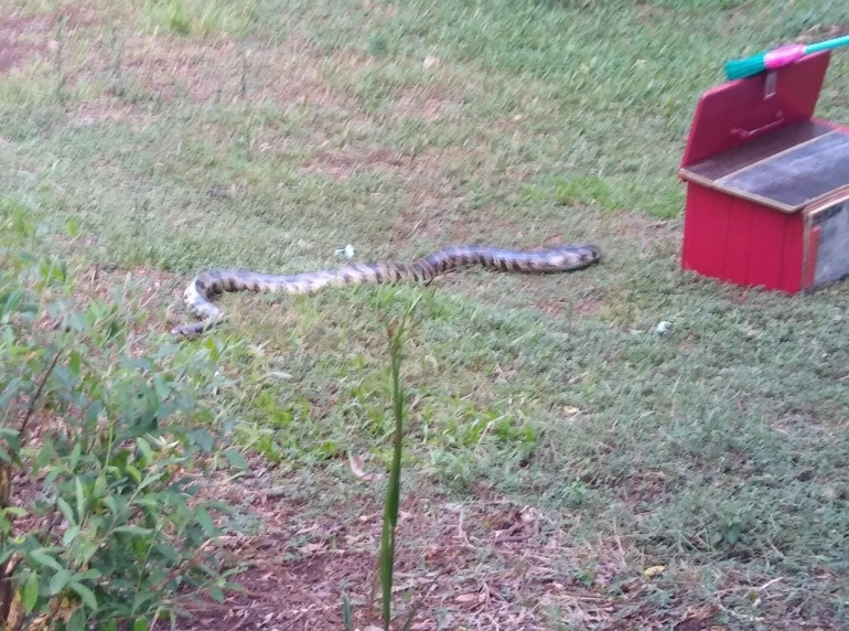 Cobra não venenosa de 1,80m é encontrada na zona urbana de SB