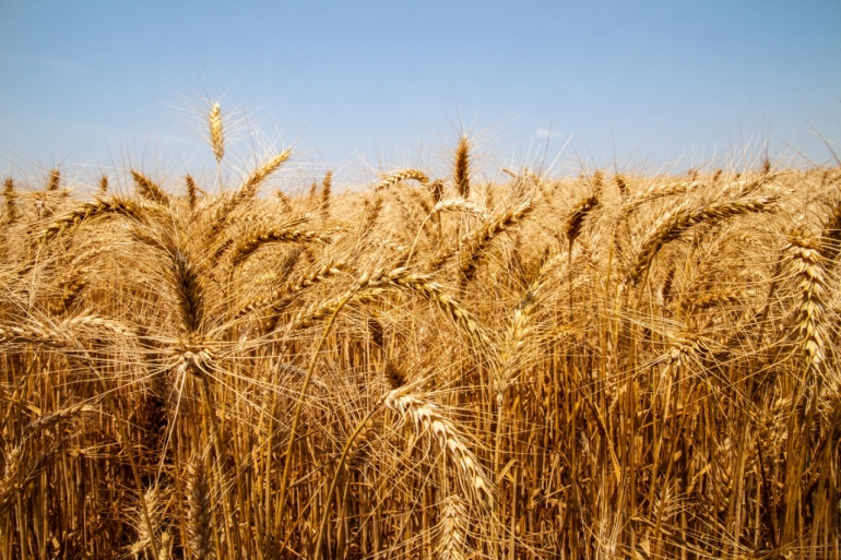 Aumento da área de cultivo traz boa expectativa para a safra de trigo em São Borja