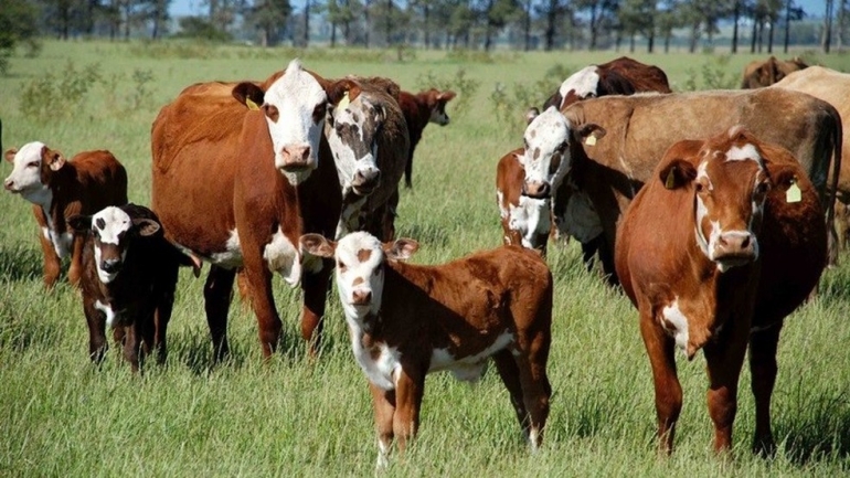 A Secretaria de Agricultura do RS emite alerta para aumento de raiva em herbívoros