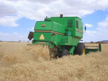 Plantio de trigo sofrerá redução neste ano